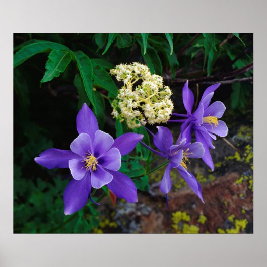Mutante Columbine-Wildblumen Poster (Vorne)