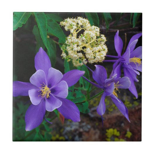 Mutante Wildblumen Fliese (Vorderseite)