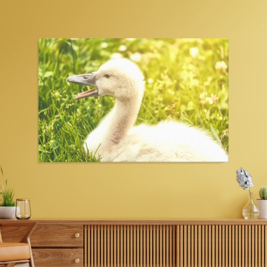 Mute Swan Cygnet Leinwanddruck (Insitu (Wohnzimmer))