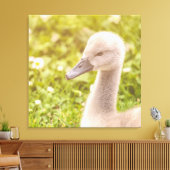 Mute Swan Cygnet Leinwanddruck (Insitu (Wohnzimmer))