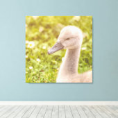 Mute Swan Cygnet Leinwanddruck (Insitu (Holzboden))