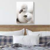 Mute Swan Cygnets Leinwanddruck (Insitu (Schlafzimmer))