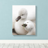 Mute Swan Cygnets Leinwanddruck (Insitu (Holzboden))