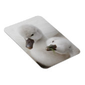Mute Swan Cygnets Magnet (Rechte Seite)