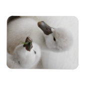 Mute Swan Cygnets Magnet (Horizontal)