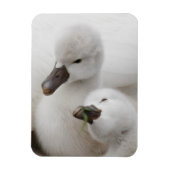 Mute Swan Cygnets Magnet (Vertikal)