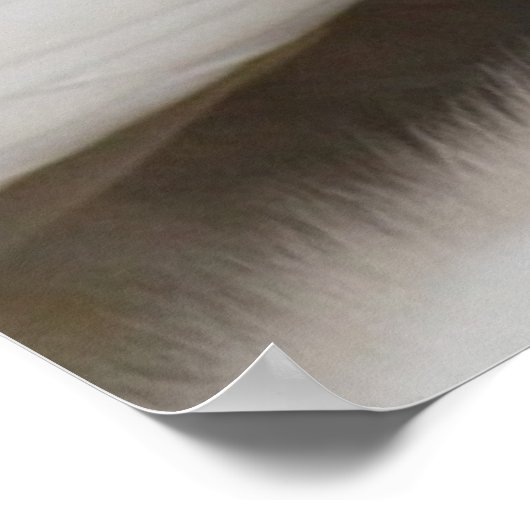 Mute Swan Cygnets Poster (Ecke)