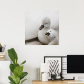 Mute Swan Cygnets Poster (Heimbüro)
