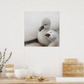 Mute Swan Cygnets Poster (Küche)