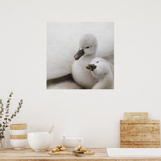 Mute Swan Cygnets Poster (Küche)