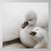 Mute Swan Cygnets Poster (Vorne)
