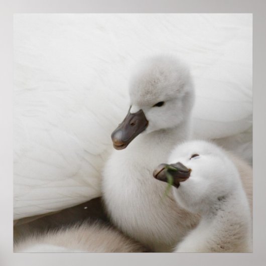 Mute Swan Cygnets Poster (Vorne)
