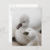 Mute Swan Cygnets Postkarte (Vorne/Hinten)