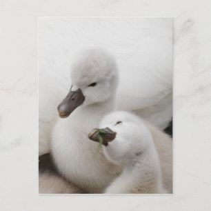 Mute Swan Cygnets Postkarte