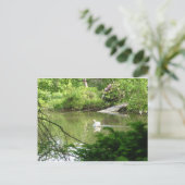 Mute Swan (Cygnus Olor) von Footbridge Postkarte (Stehend Vorderseite)
