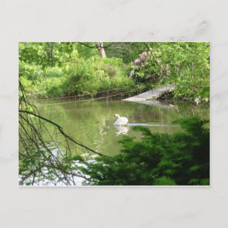 Mute Swan (Cygnus Olor) von Footbridge Postkarte