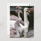 Mute Swan Family Postkarte (Vorne/Hinten)