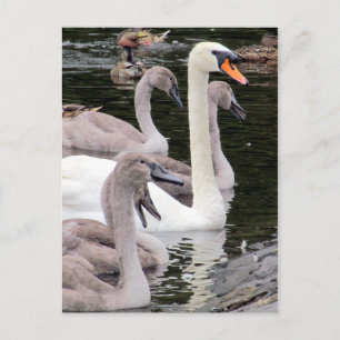Mute Swan Family Postkarte
