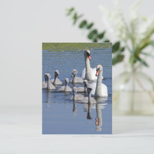 Mute Swan Family Postkarte (Stehend Vorderseite)