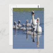 Mute Swan Family Postkarte (Vorne/Hinten)