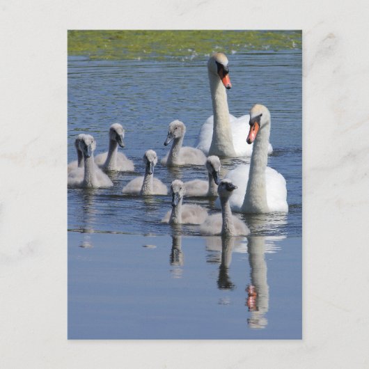 Mute Swan Family Postkarte (Vorderseite)