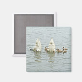 Mute Swan Famly Magnet (Vorderseite/Rückseite)