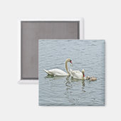 Mute Swan Famly Magnet (Vorderseite/Rückseite)