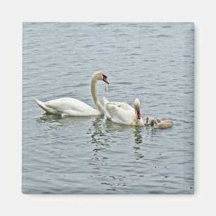 Mute Swan Famly Magnet