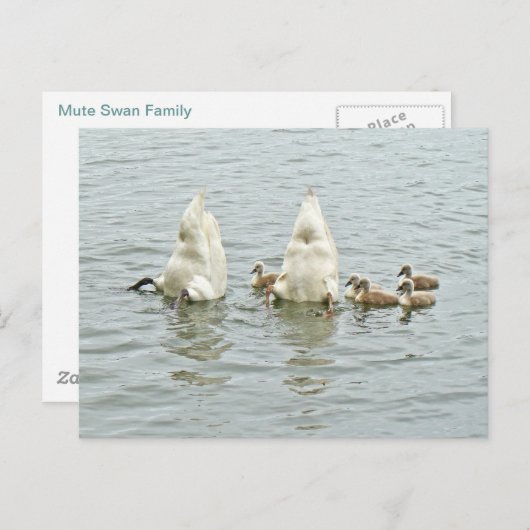 Mute Swan Famly Postkarte (Vorne/Hinten)