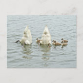Mute Swan Famly Postkarte (Vorderseite)