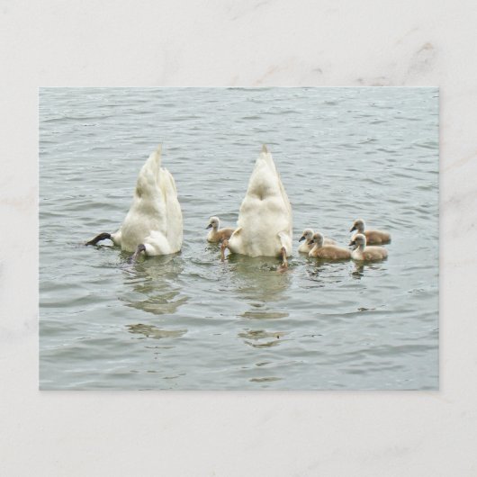Mute Swan Famly Postkarte (Vorderseite)