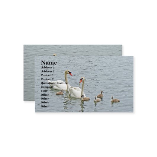 Mute Swan Famly Visitenkarte (Vorderseite/Rückseite Beispiel)