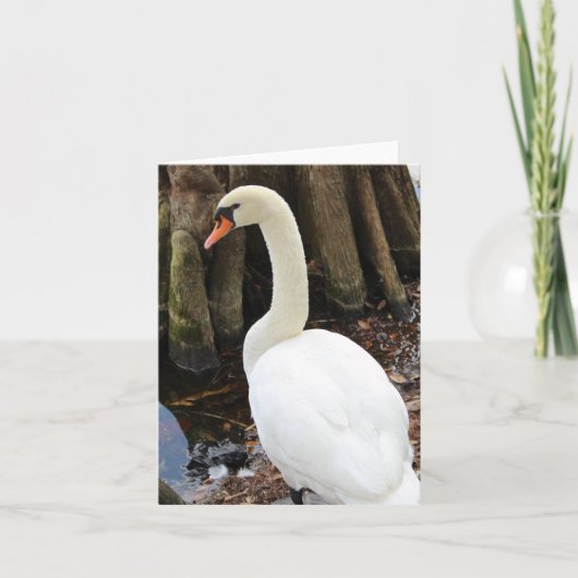 Mute Swan Foto Faltkarte (Vorderseite)