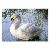 Mute Swan Fotodruck (Vorne)
