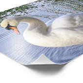 Mute Swan Fotodruck (Ecke)