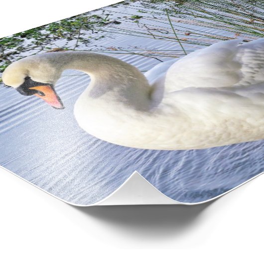 Mute Swan Fotodruck (Ecke)