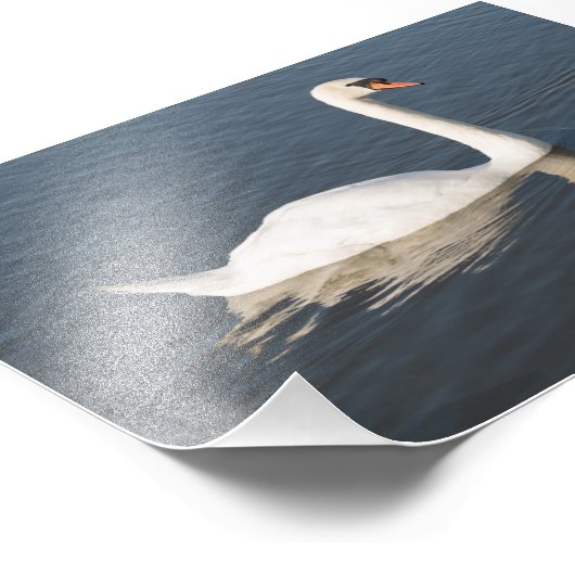 Mute Swan Fotodruck (Ecke)