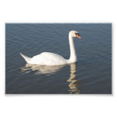 Mute Swan Fotodruck (Vorne)