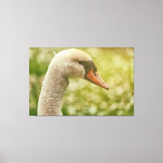 Mute Swan Leinwanddruck (Vorderseite)