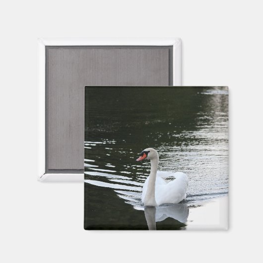 Mute Swan Magnet (Vorderseite/Rückseite)