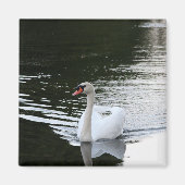 Mute Swan Magnet (Vorne)