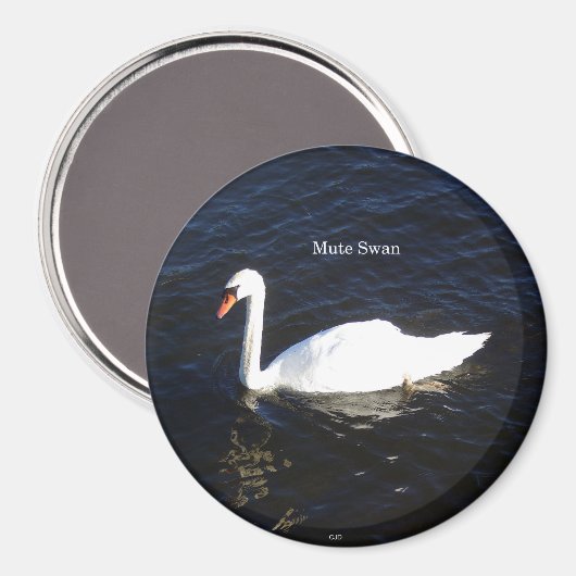 Mute Swan-Magnet Magnet (Vorderseite/Rückseite)