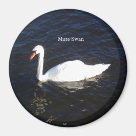 Mute Swan-Magnet Magnet
