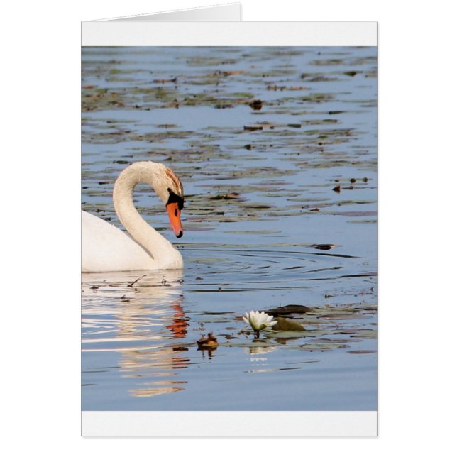 Mute Swan mit Lilly-Pad (Vorne)
