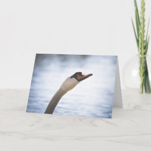 Mute Swan Portrait Karte