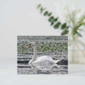 Mute Swan Postcard Postkarte (Stehend Vorderseite)