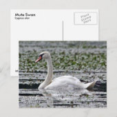 Mute Swan Postcard Postkarte (Vorne/Hinten)