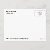 Mute Swan Postcard Postkarte (Rückseite)