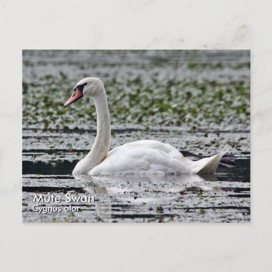 Mute Swan Postcard Postkarte (Vorderseite)