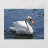 Mute Swan Postcard Postkarte (Vorderseite)